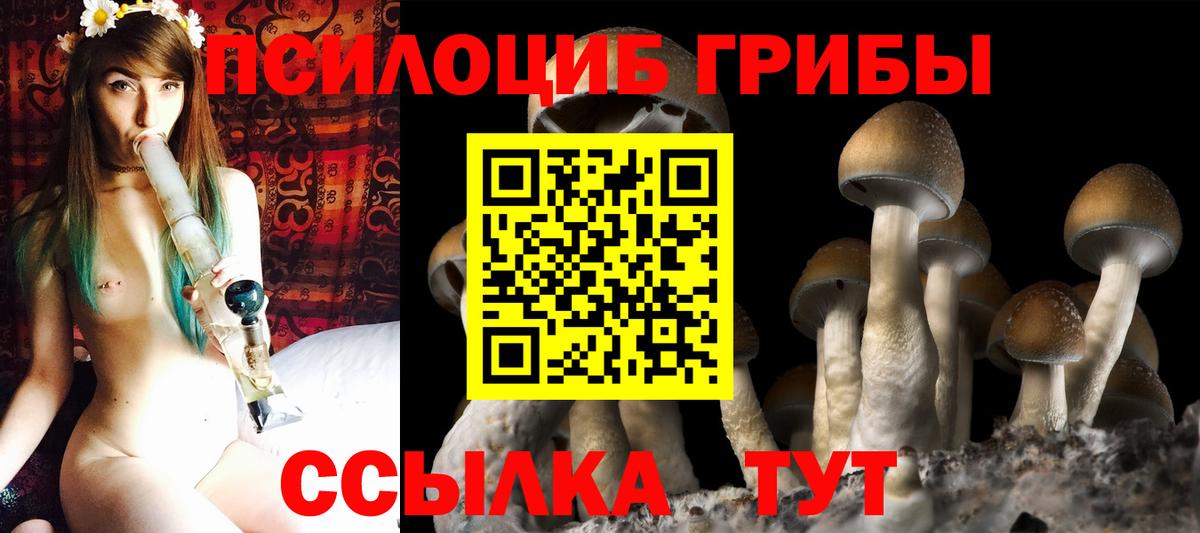 Асино  Галлюциногенные грибы прущие грибы  Вход с VPN 
